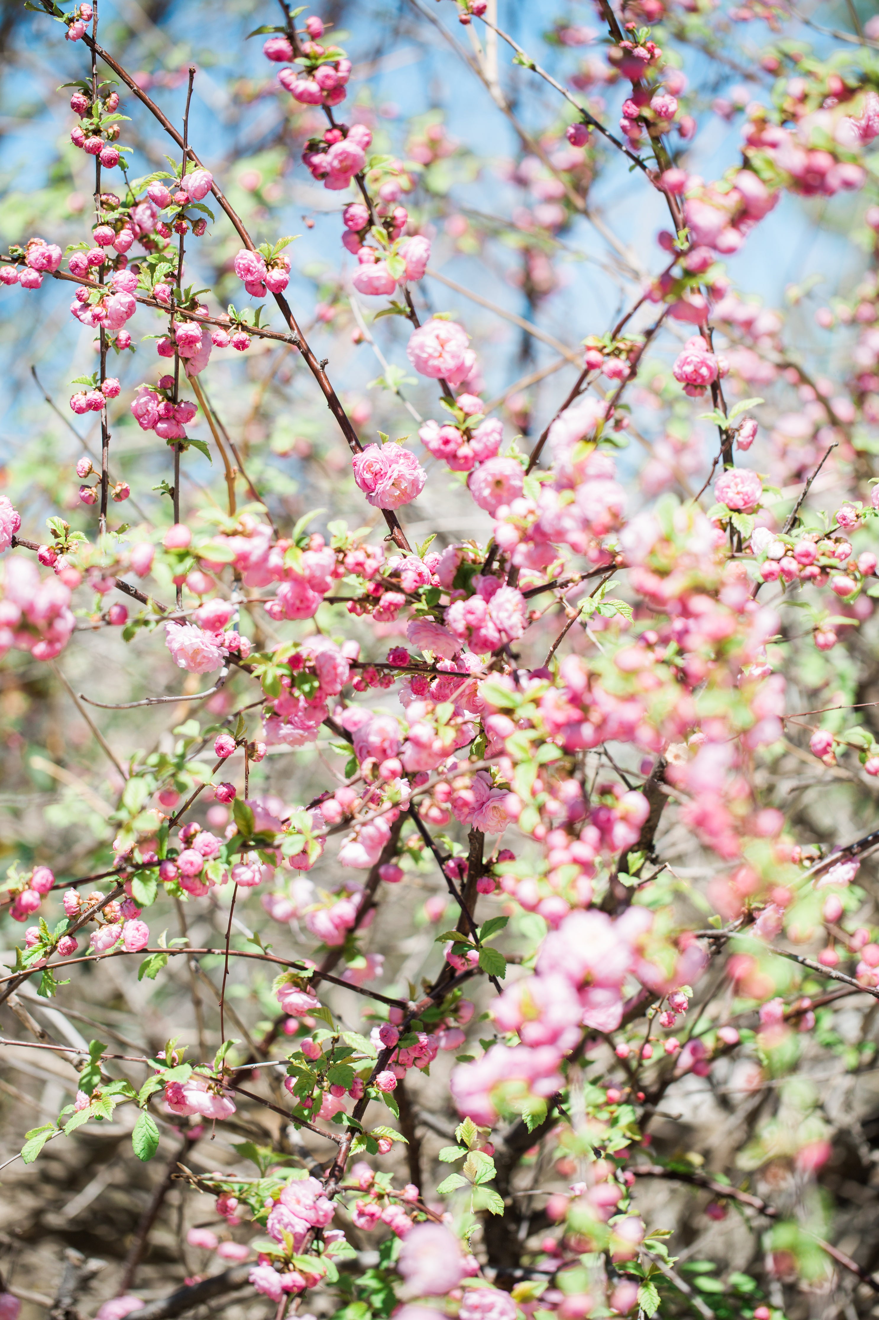 Pink flowers blooming on tree branches