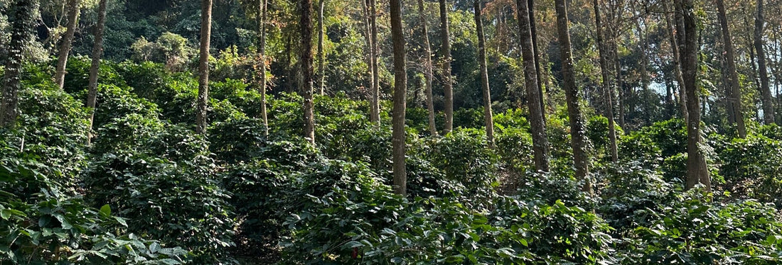 a coffee tree farm with many coffee trees- café la maison J.