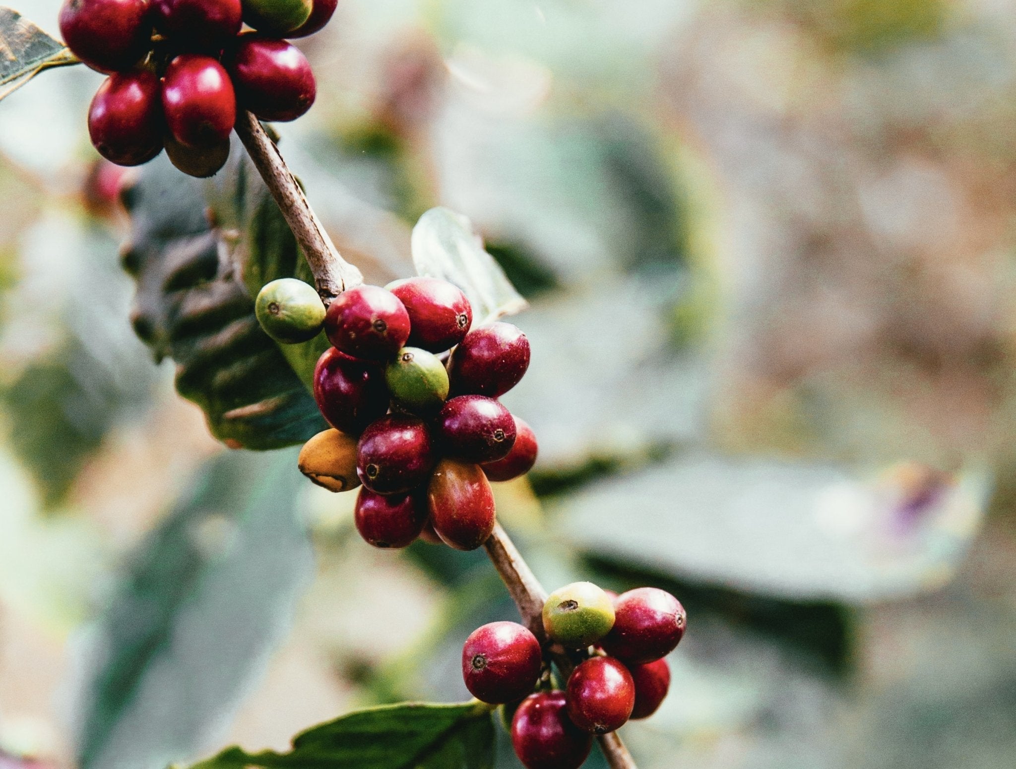 Coffee cherries on branch