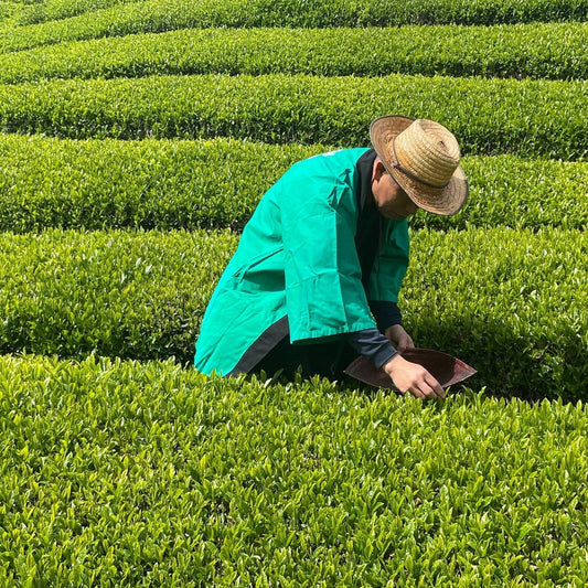 a man picking leaves in a green tea farm