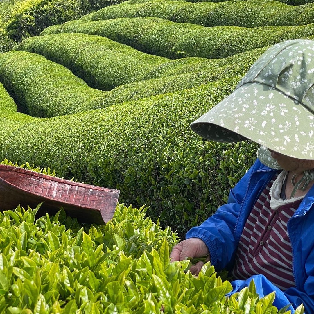 a green tea farm with a female farmer at the right pick ing the tea leaves