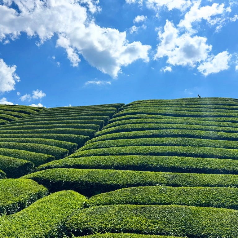 a green tea farm in a fair weather
